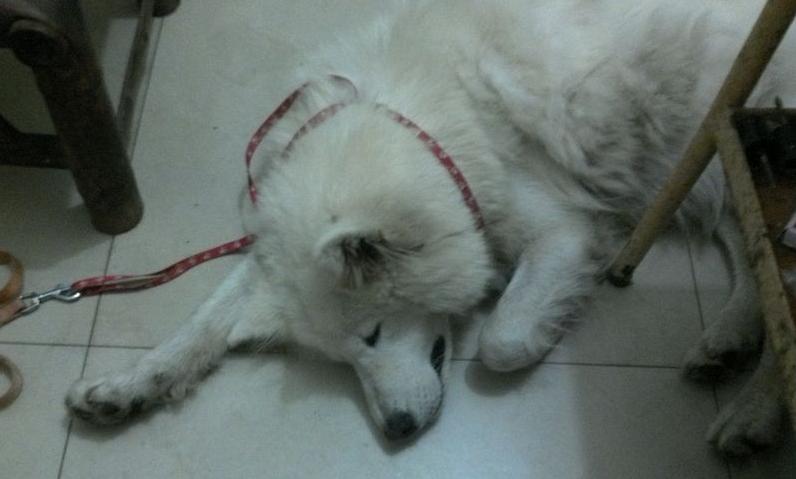 萨摩耶叫声和哈士奇叫声,萨摩耶犬的叫声跟狼一样吗