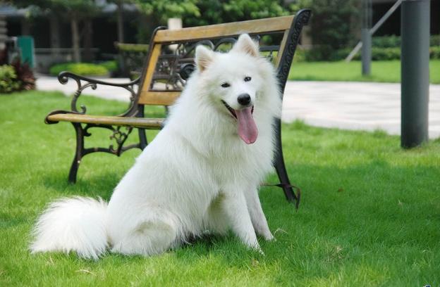 萨摩耶叫声和哈士奇叫声,萨摩耶犬的叫声跟狼一样吗