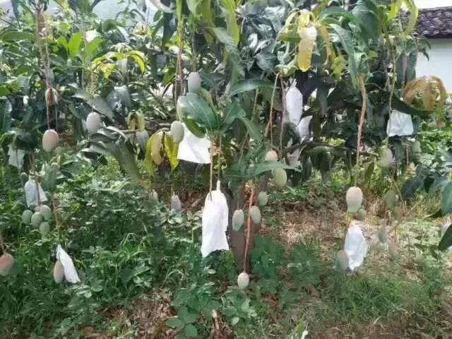 蔷薇水果店~“品控达人”的福音!