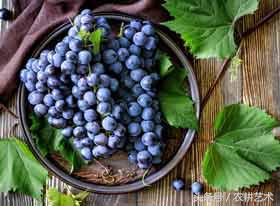 农村中草药300种彩图,农村中草药图谱72种