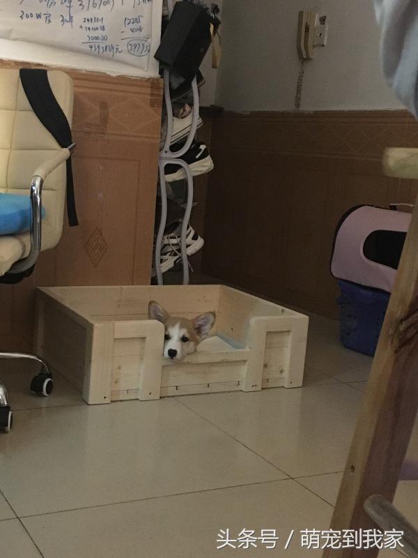 狗宝刚来家里的时候猫咪很生气，没想到后来它们居然合伙偷食吃！