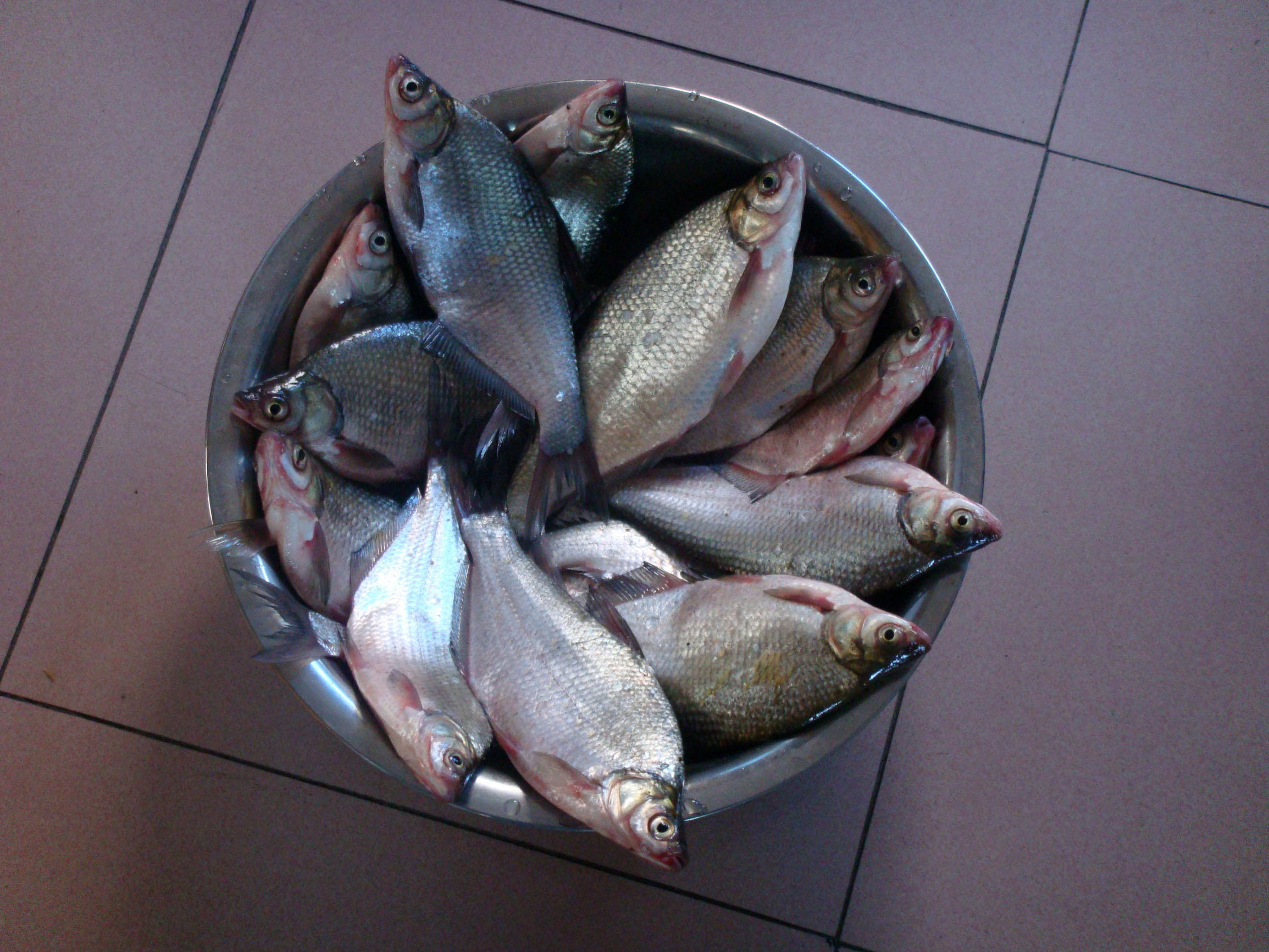 正宗武昌鱼多少根刺,武昌鱼和鳊鱼的鱼刺是一样的吗