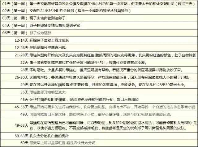 猫咪产后护理,猫咪怀孕生产及产后护理图片