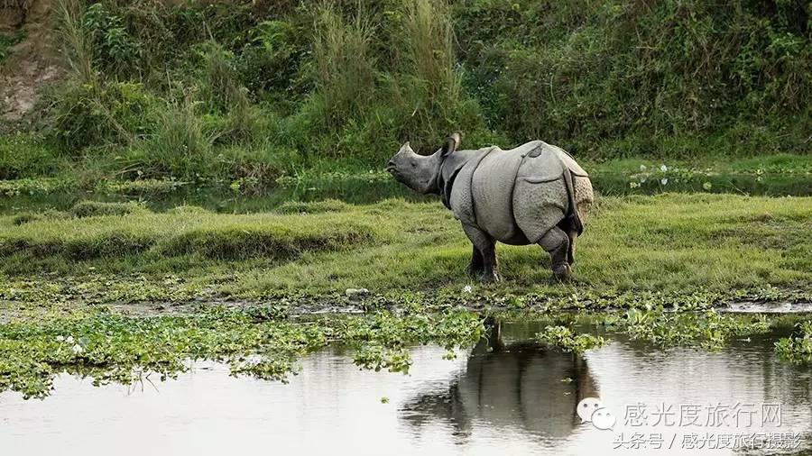 尼泊尔国歌唯一百花盛开的国度,尼泊尔百花图片