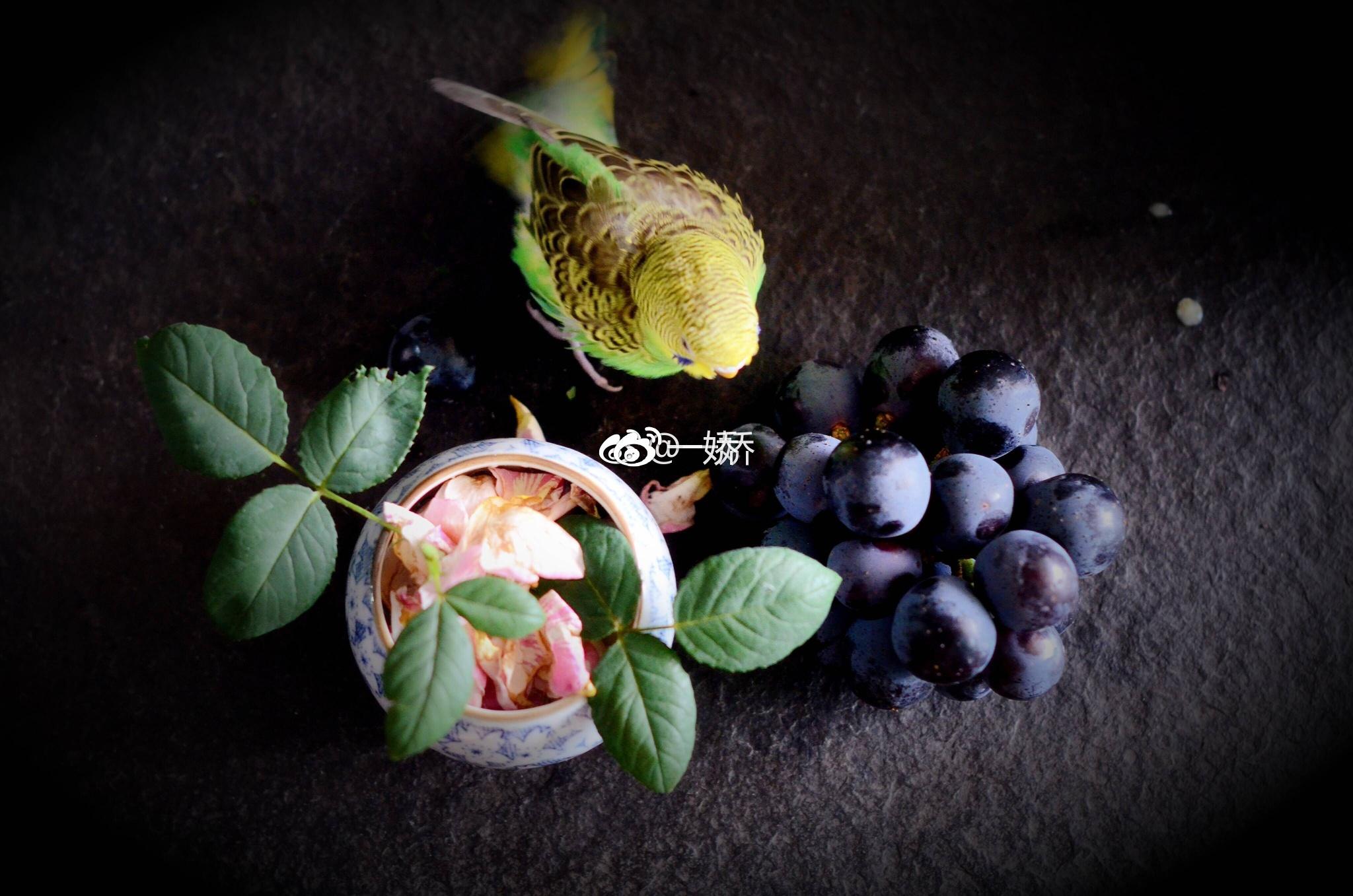 野外捡来的雏鸟拿什么给它吃,野外捡来的小鸟怎么给他喂食