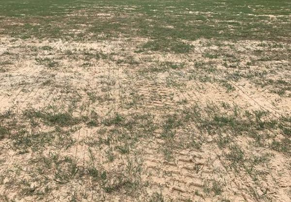 草地变耕地事件,草坪变菜地