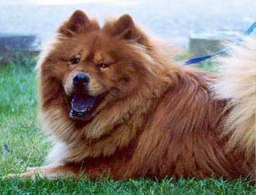 十大最忠诚的狗排名大白熊犬,大白熊犬大型犬品种大全带图