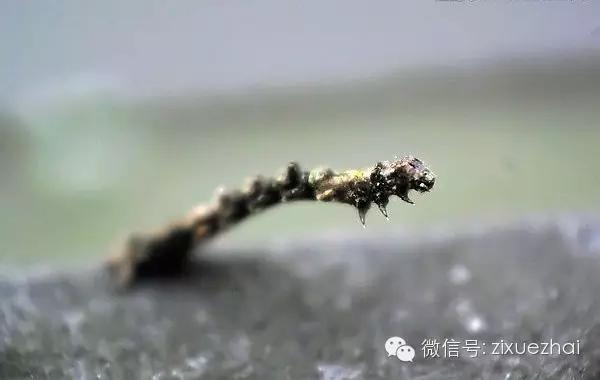 二月二龙抬头怎么给小孩子剃头呢,为什么正月剪头死舅舅