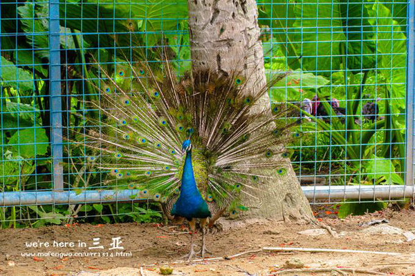 三亚五天四晚旅行团爱上海岛,三亚3天两晚够不够