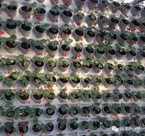 一个用味道留住你的草莓采摘园,52个新鲜草莓