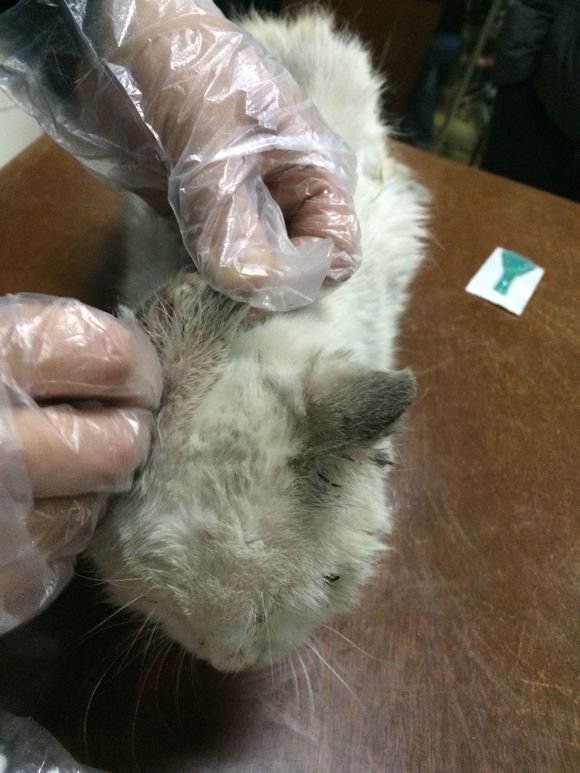 垃圾桶旁边的小猫，我走进了冲着我叫却叫不出声音，只能嘴巴动！