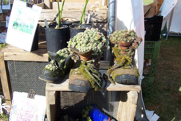 多肉张狂起来,狂野型多肉