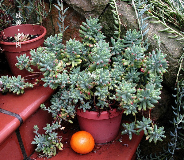 多肉张狂起来,狂野型多肉