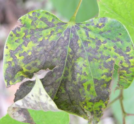 那些你不知道的益虫,虫害防治最简单的办法