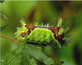 那些你不知道的益虫,虫害防治最简单的办法