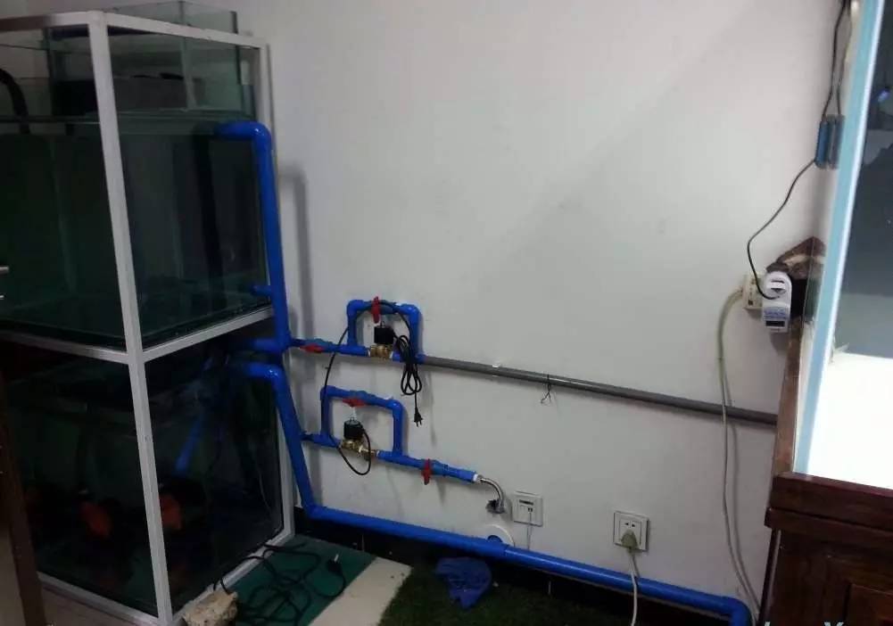 2米龙魟虎缸，23天开缸全记录