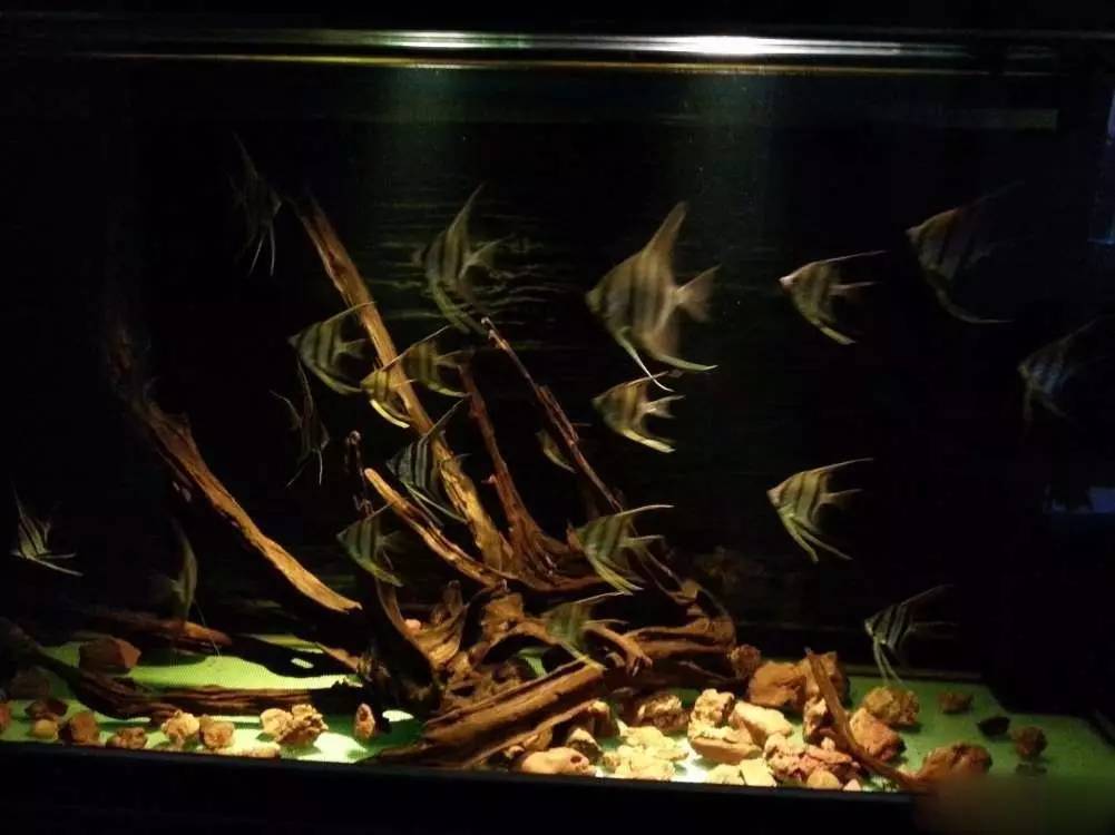 2米龙魟虎缸，23天开缸全记录