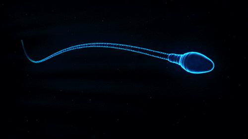 精子的发展历程,精子科学术语怎么说