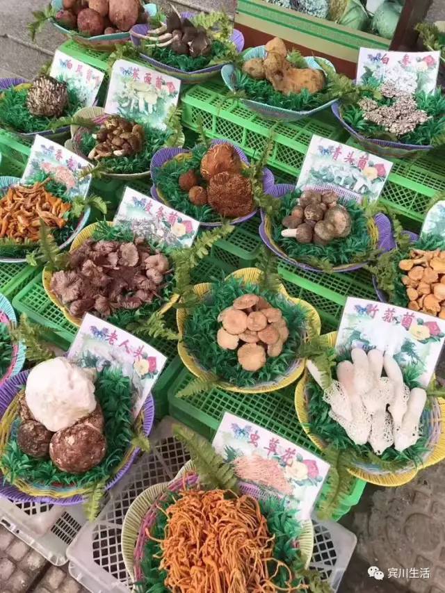 请不要对着手机流口水\^O^/宾川鸡足山正疯长的野生菌