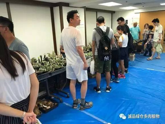 日本第二届多肉特卖会