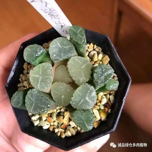 2022年国内多肉展览会,日本限时特卖会