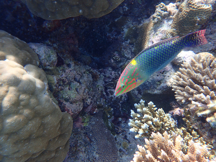 马尔代夫哈库拉岛好不好,马尔代夫哈库拉岛6日自助游