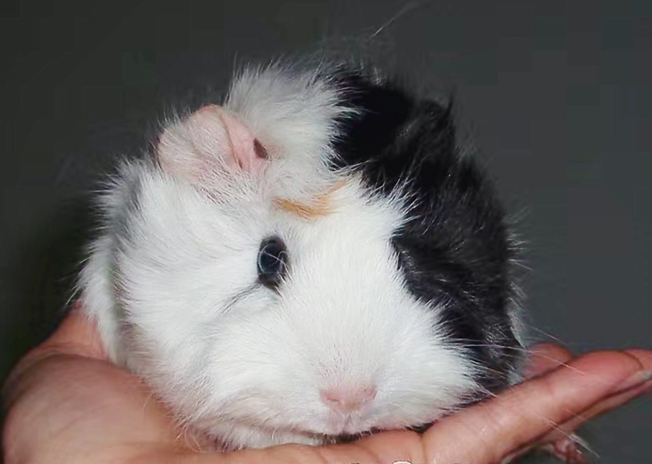 荷兰猪仓鼠龙猫三种宠物饲养,龙猫仓鼠豚鼠中哪个最好养