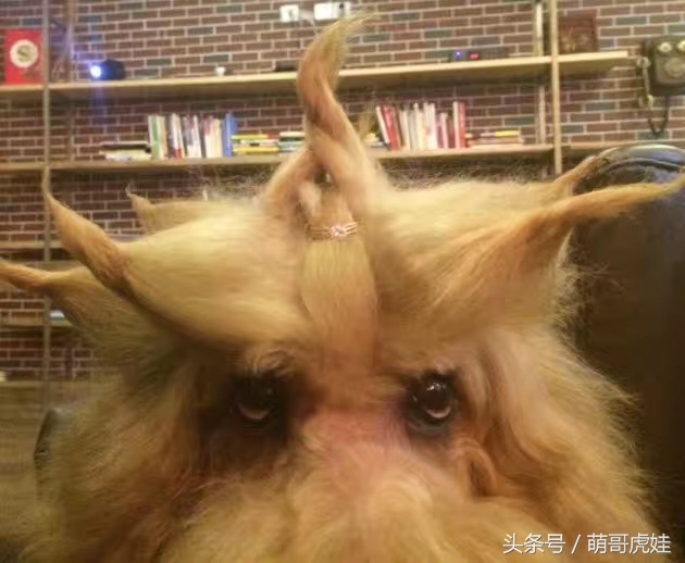 巨型贵宾站起来走路像个小公主,巨型贵宾走路视频