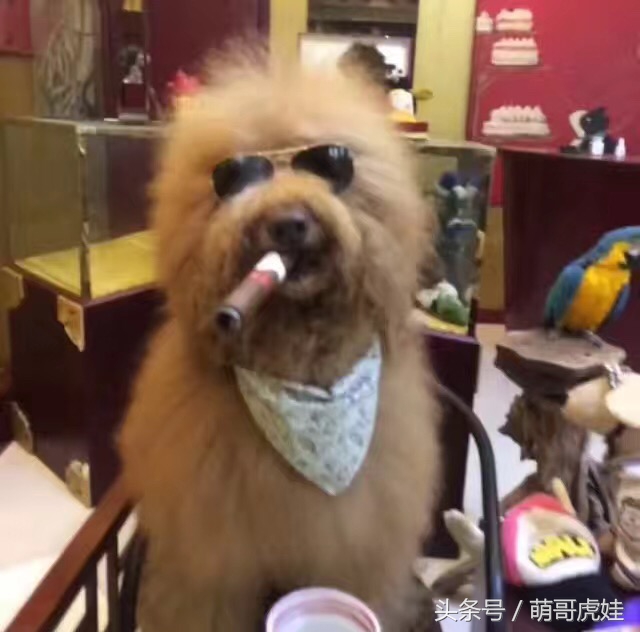 巨型泰迪不仅很拉风还是个小土豪，网友表示：投胎真是个技术活，突然觉得人不如汪