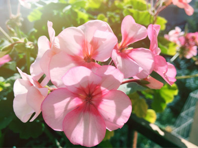 天竺葵叶子发黄怎么挽救,天竺葵叶子发黄是怎么回事