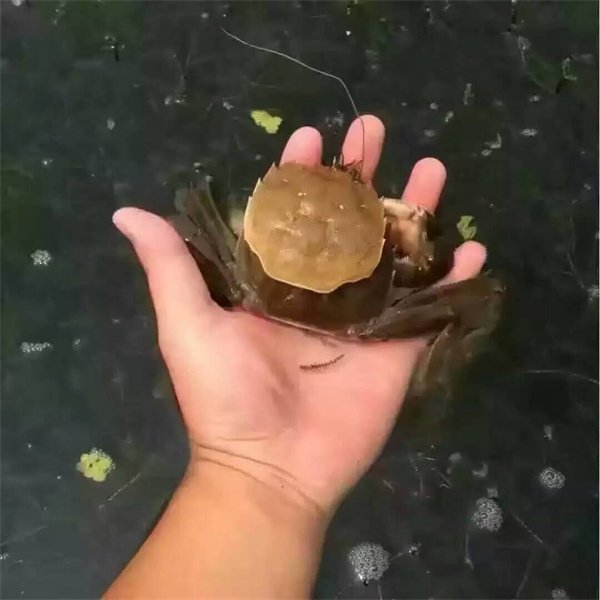 江苏阳澄湖大闸蟹礼券回收价格,江苏阳澄湖大闸蟹直播专场