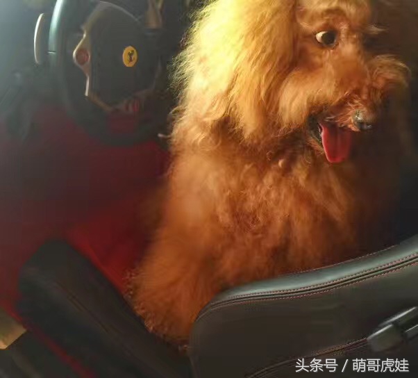巨型泰迪不仅很拉风还是个小土豪，网友表示：投胎真是个技术活，突然觉得人不如汪