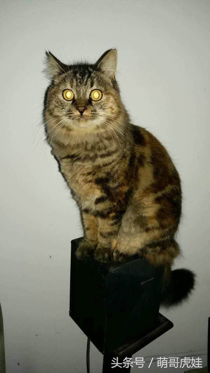 澶忓ぉ鏉ヤ簡鐚ゴ,澶忓ぉ鏉ヤ簡瑕佺粰鐚壀姣涘悧