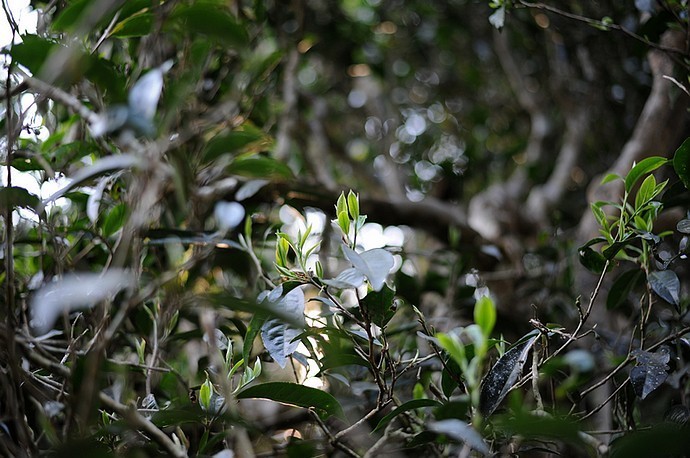 六大茶山的茶特点,六大茶山为什么茶那么好