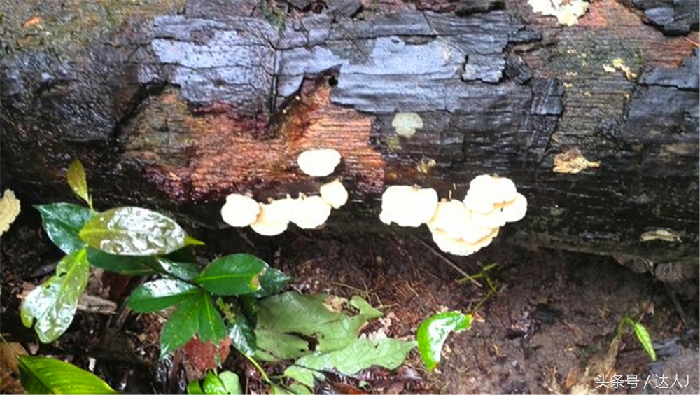 从亚马逊雨林到安纳托,最靠近亚马逊丛林的城市