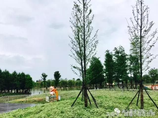 高淳去南京玩,高淳看荷花