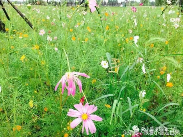高淳去南京玩,高淳看荷花