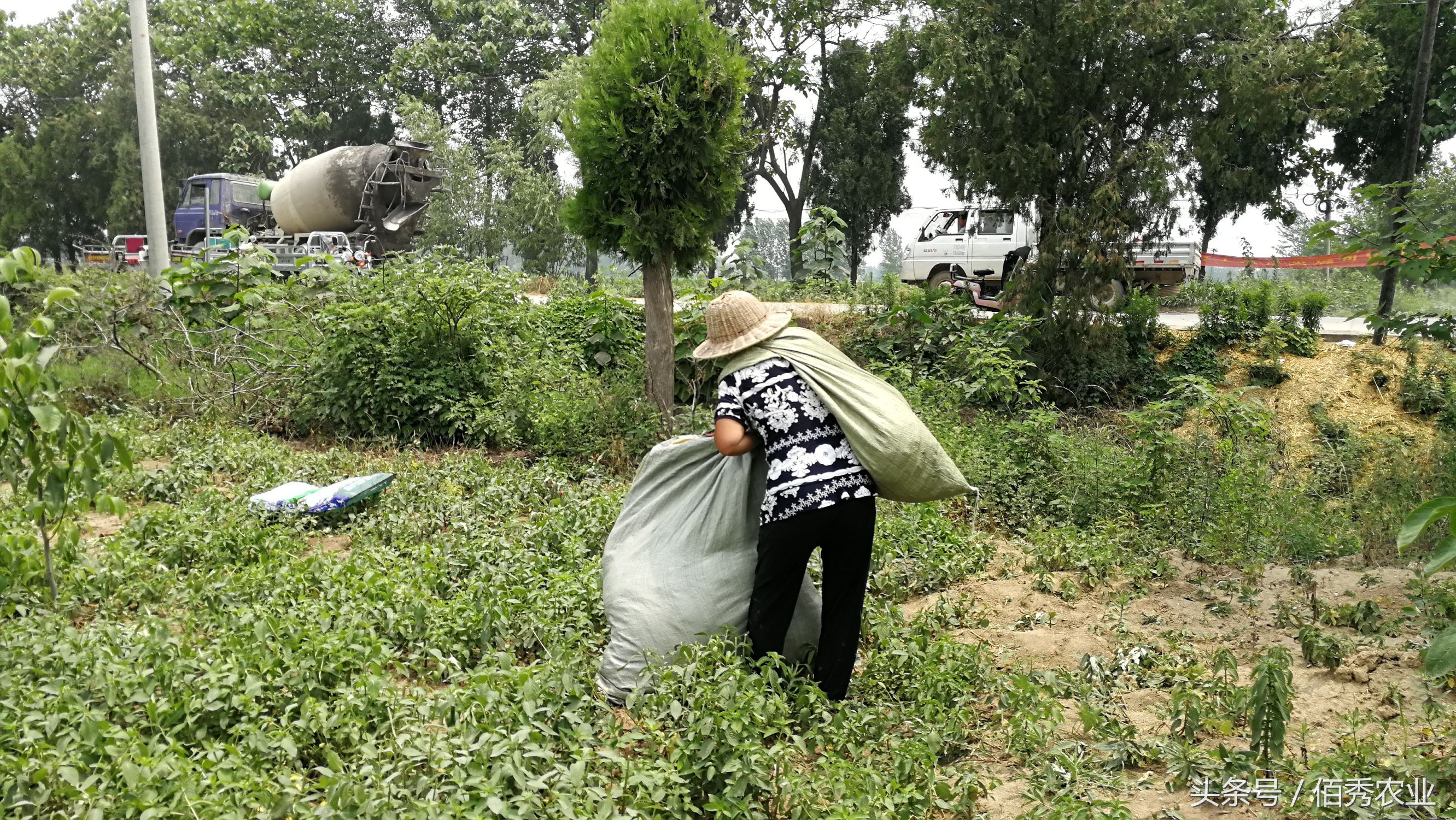 脸红!你在城里享福,父母却在农村做这种事!