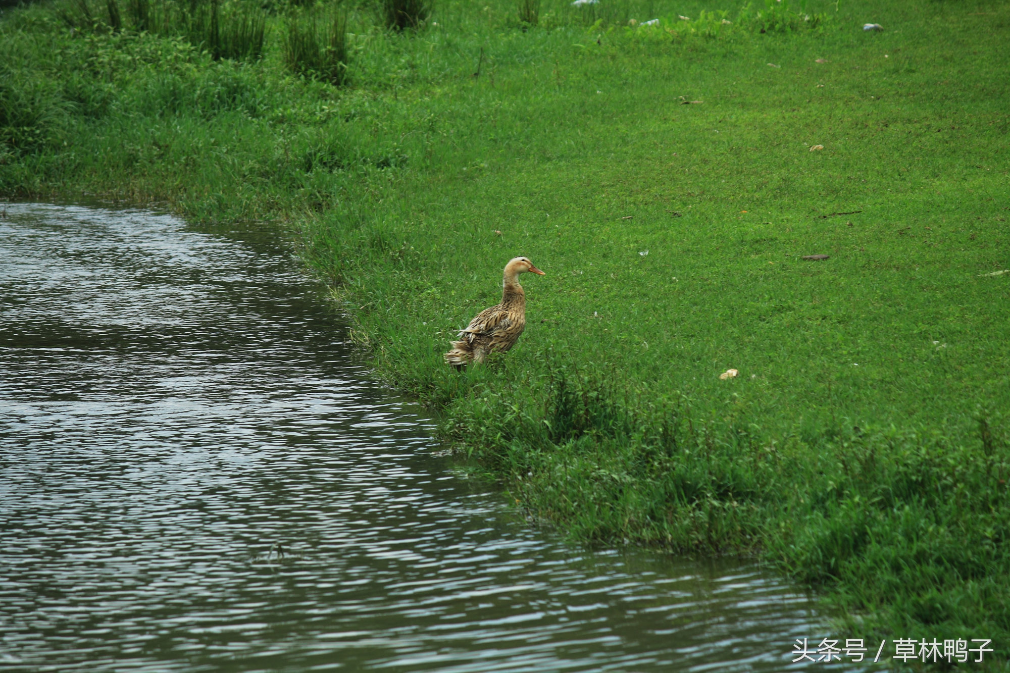 鸭子歪着脖子转圈是什么病,鸭子的脖子是歪的正常吗