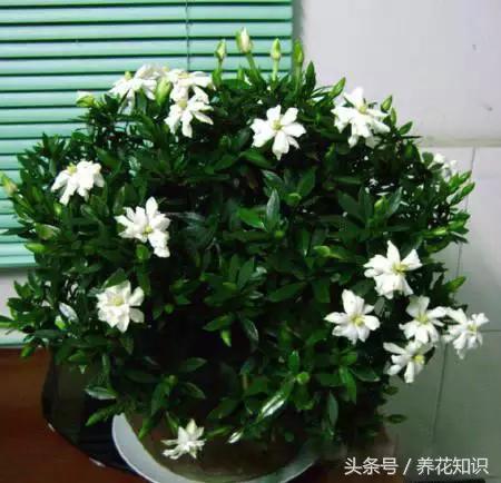 水养一年四季不黄叶的植物,水里加点什么花养得好