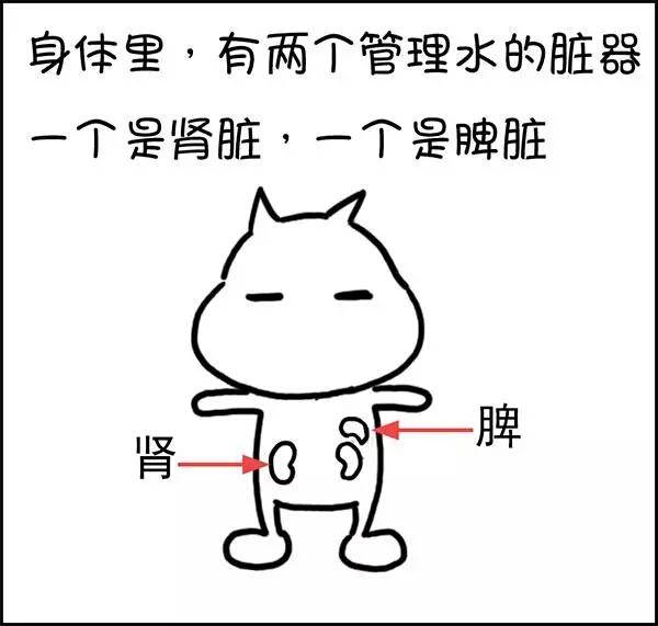 为什么喝口水都会胖,为什么有些人喝口水就长胖