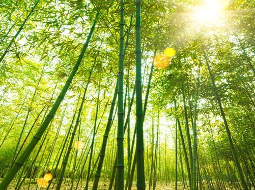 隐藏在森林里的现代别墅,隐藏在深山的豪宅