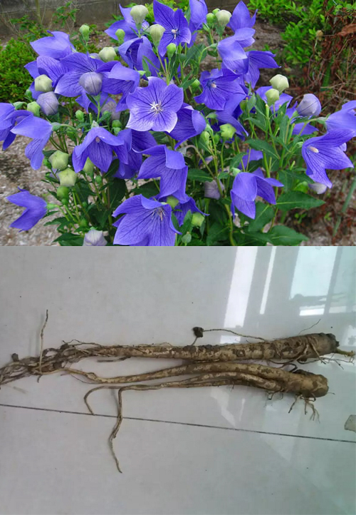 假人参骗局视频,假人参有几种