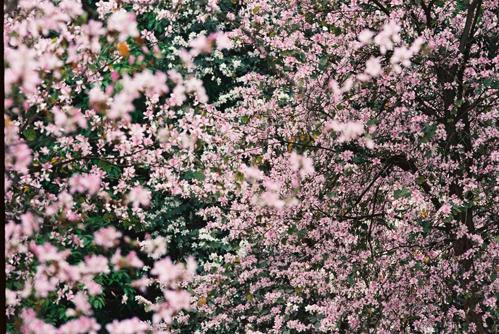 佳能300mmf4画质,佳能小炮镜头