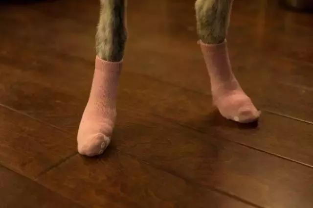 狗生如梦｜ONE实验室