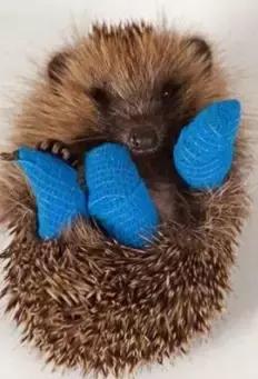 受了伤的狗狗,汪星人受伤真相