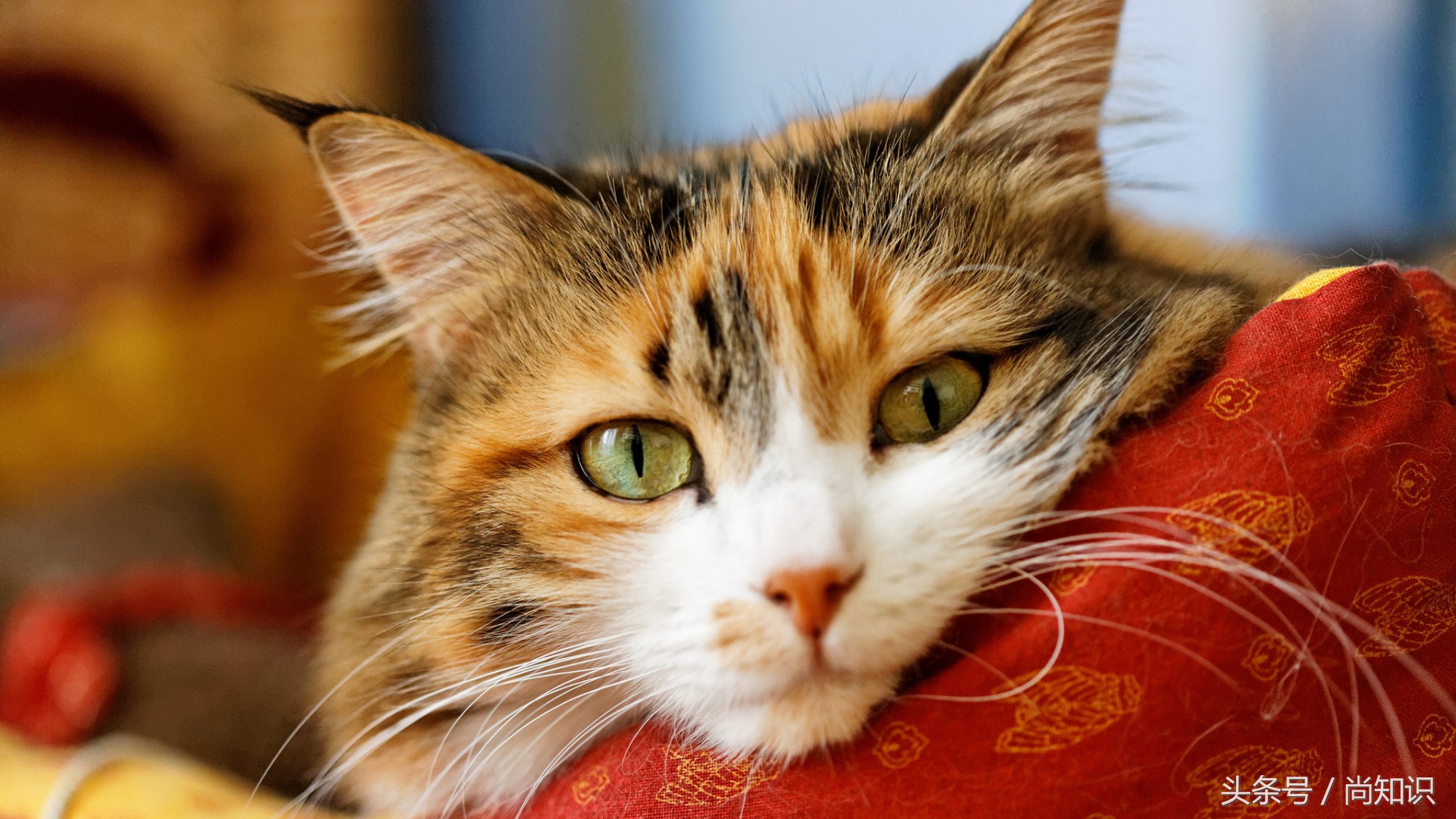 男不养猫女不养狗这话是真的吗,男不养猫女不养狗原来是这么回事