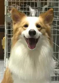 办狗证去别的城市怎么办,办狗证和不办狗证的区别