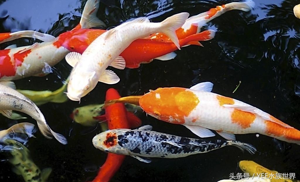 养锦鲤日常注意事项,如何正确饲养锦鲤