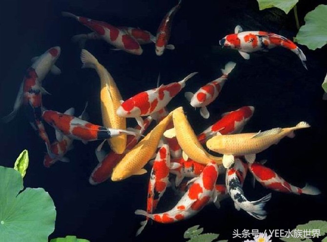 如何正确的饲养锦鲤,锦鲤饲养技巧大全